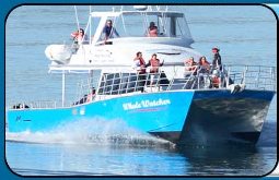Whale-watching-au