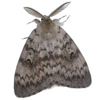 moth