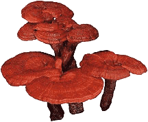 ganoderma-mushroom